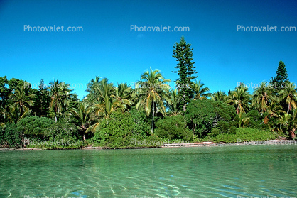 Tropical Pine Trees, Island, Coral Reef, Pacific Ocean
