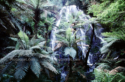 Ferns, Rainforest, Waterfall, Vegetation, Rotorua