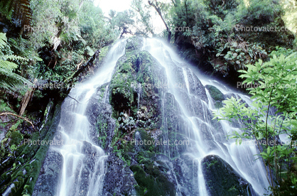 Waterfall, Ferns, Rainforest, Vegetation, Rotorua