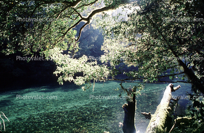 River, Trees