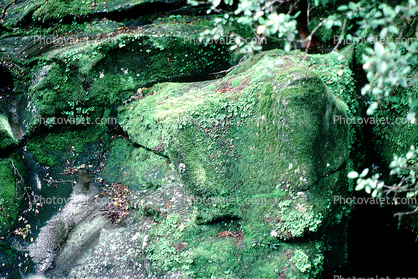Rainforest, Moss Covered Rock, Stream