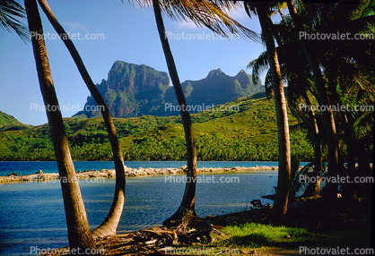 Palm Trees, inlet, mountains, Bora Bora
