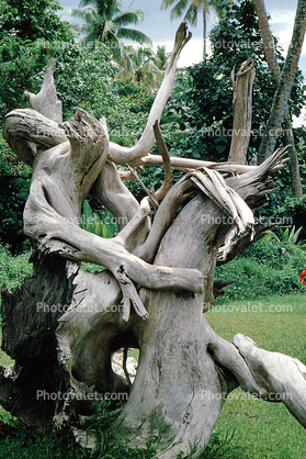 Gnarled twisted tree, root, twistree