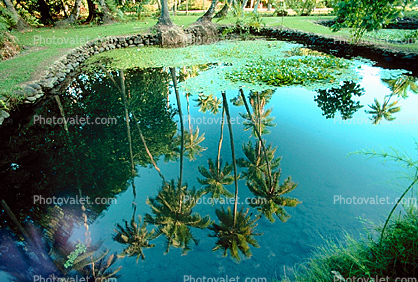 Pond, Island of Tahiti