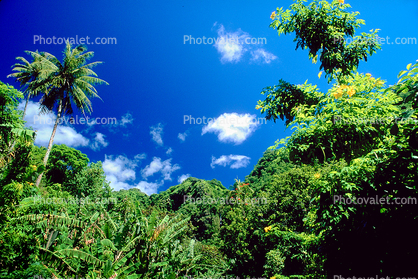 Trees, Rainforest, Island of Tahiti