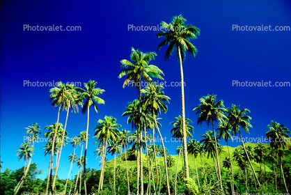 Palm Trees, Island of Tahiti