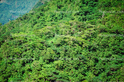 Island of Tahiti, Rain Forest