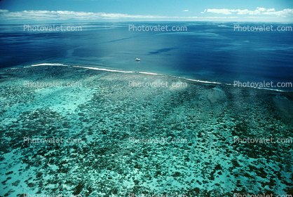 Coral Reef, Island of Moorea