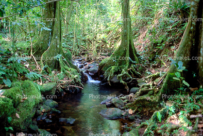 Island of Moorea, Rain Forest
