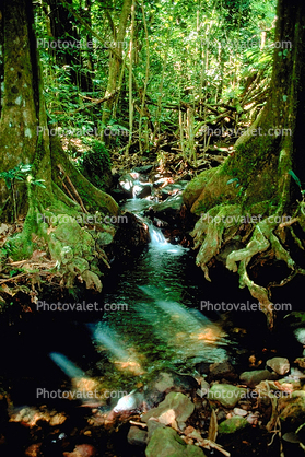Jungle, Stream, Trees, Forest, Rainforest