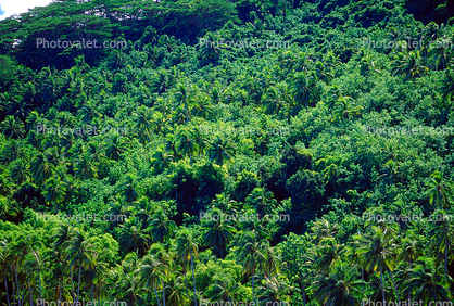 Palm Trees, Rain Forest, Island of Bora Bora