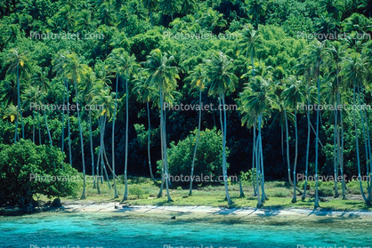 Palm Trees, Beach, Ocean, Water, Island of Bora Bora, Rain Forest