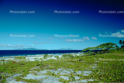 Beach, shore plants, Island of Bora Bora
