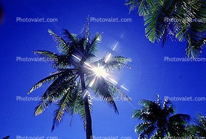 Palm Trees, Bora Bora