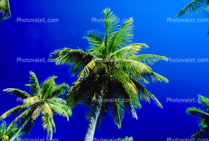 Palm Trees, Bora Bora
