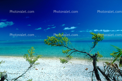 Beach, Ocean, Trees, Island of Bora Bora