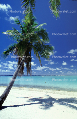 Palm Tree in the Sand, Beach, shadow, Island of Bora Bora