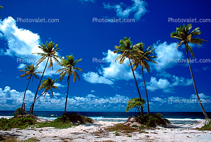 Palm Tree in the Sand, Beach, Island of Bora Bora