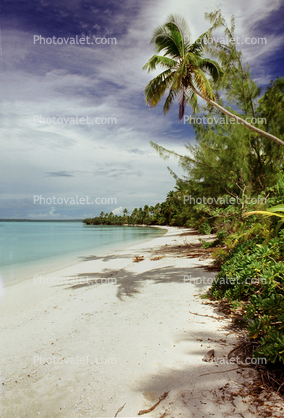 Beach, Palm Trees, Aitutaki, Cook Islands