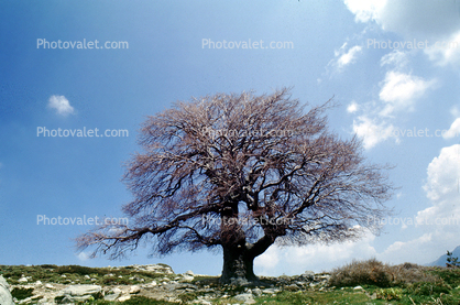 Bare Tree, Corsica