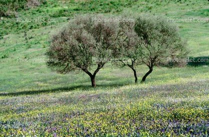 Trees, Fields, flowers, Corsica