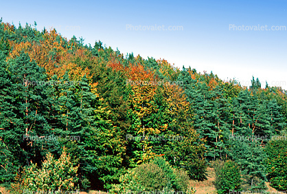 Forest, Woodlands, Mountain, autumn