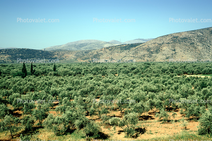 Ancient Olive Grove