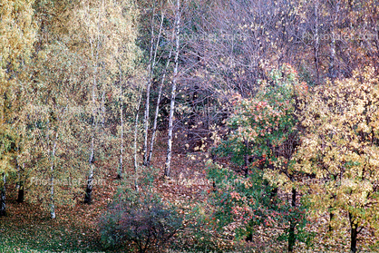 trees, forest, fall colors, autumn