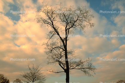 Bare Tree, Clouds