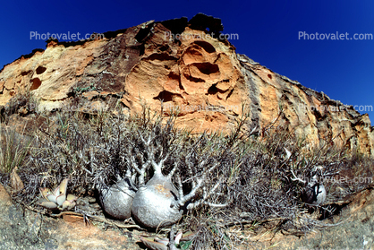 Arid, Drought, Dry, Dessicated, Parched, Hills, rock, Erosion, Elephant's Foot Plant, (Pachypodium rosulatum), Gentianales, Apocynaceae, curly, twisted, gourd