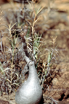 Elephant's Foot Plant, (Pachypodium rosulatum), Gentianales, Apocynaceae, Dirt, soil, gourd