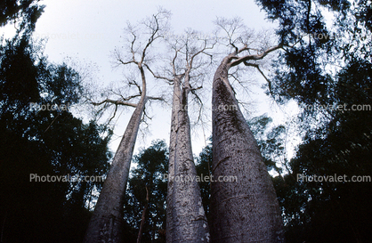 (Adansonia grandidieri), Baobab Trees, Malvales, Malvaceae, Adansonia, Woodland, Forest, curly, twisted