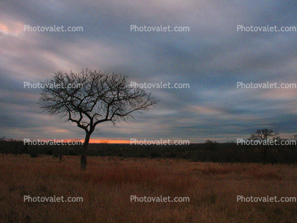 sunset, grassland, trees