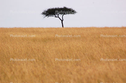 Grasslands, lone tree, Acacia Tree, savanna , Equanimity