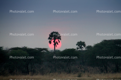 Sunset, palm tree