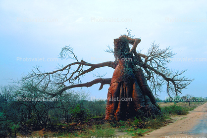 Baobab Tree, curly, twisted, Adansonia