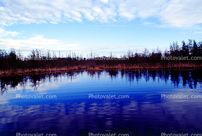 winter, swamp, watershed, water, reflection, calm, Volo Bog State Natural Area, wetlands