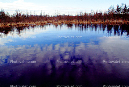 winter, swamp, watershed, water, reflection, calm, Volo Bog State Natural Area, wetlands