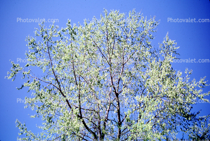 Tree in Springtime