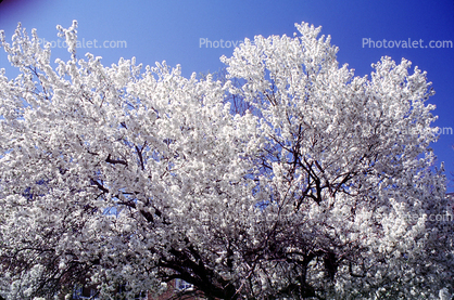 White Flowery Tree