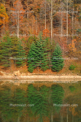 Forest, Woodlands, Mountain, Carr Fork Lake, autumn, water