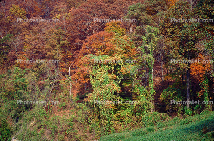 Forest, Woodlands, Mountain, Kudzu, autumn