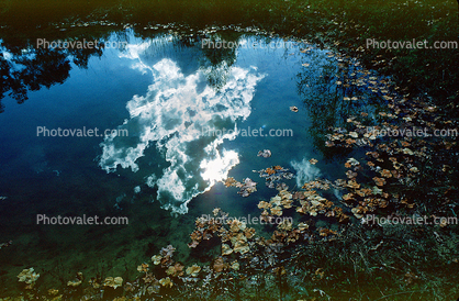 Clouds Reflecting in a Pond, Water, Reflection, Autumn