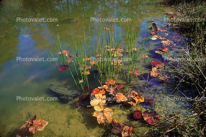 pond, water, autumn