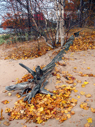Beach, tree, autumn, Great Lakes