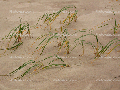 Beach, Sand, Plants, coast, coastal