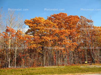 Autumn, fall colors, trees