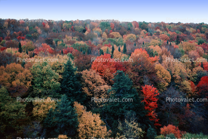 Fall Colors, Autumn, Deciduous Trees, Forest, Woodlands
