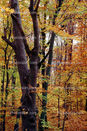 Forest, Woodlands, Fall Colors, Autumn, Trees, Vegetation, Flora, Plants, Exterior, Outdoors, Outside