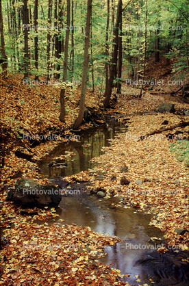 Stream, brook. leaves, Bucolic, Rural, Peaceful, autumn, Equanimity
